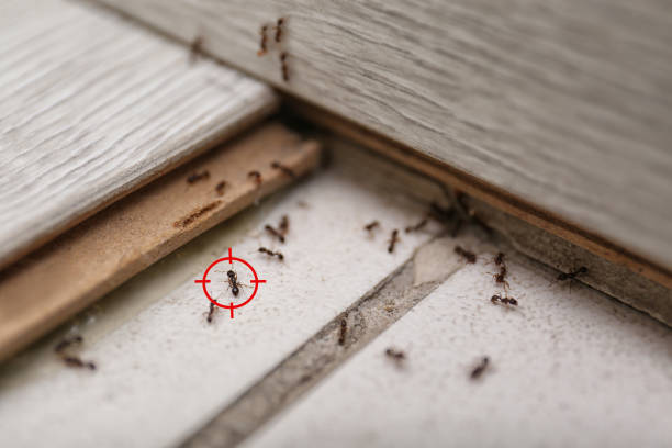 Wasp Removal Services in Tiptonville, TN