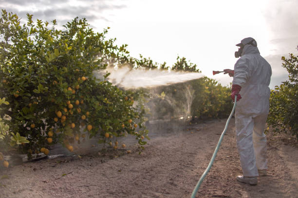 Best Mosquito Control Services  in Tiptonville, TN