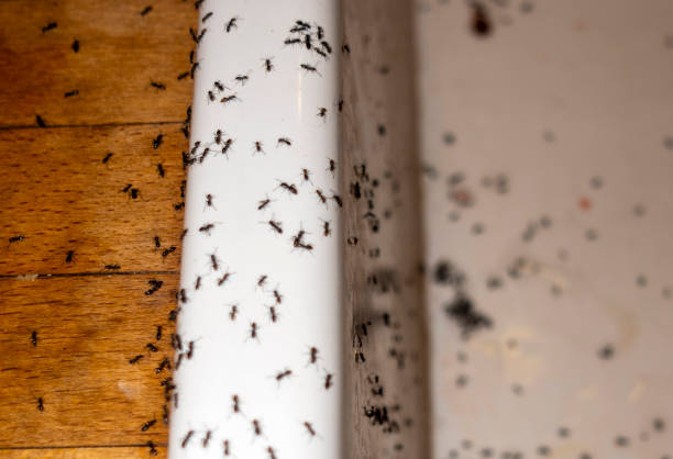 Best Local Pest Control Services  in Tiptonville, TN