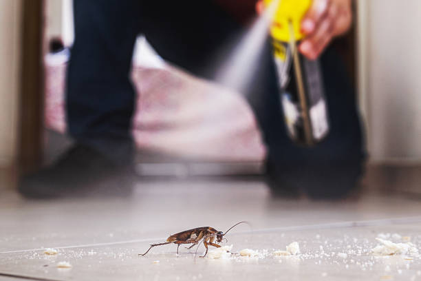 Professional Pest Control in Tiptonville, TN